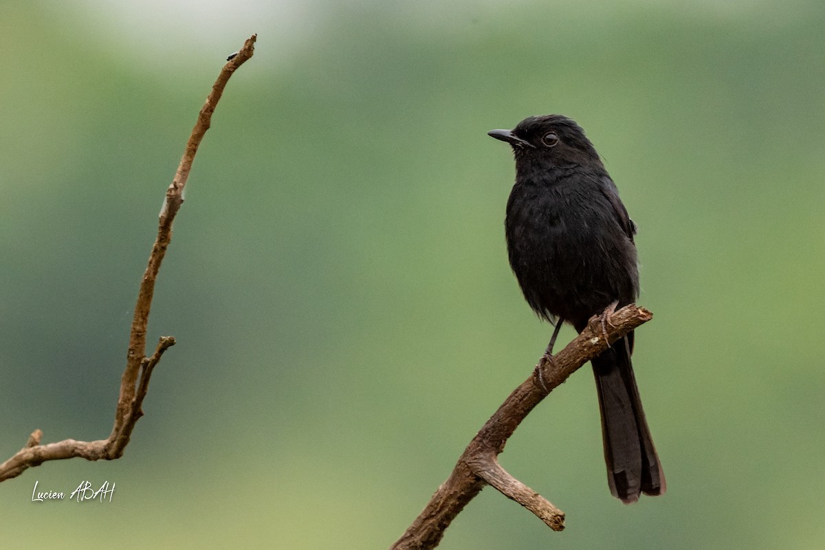 Northern Black-Flycatcher - lucien ABAH