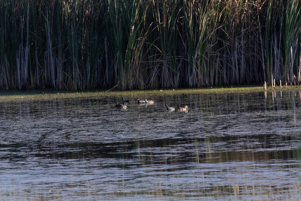 Common Gallinule - ML623200314