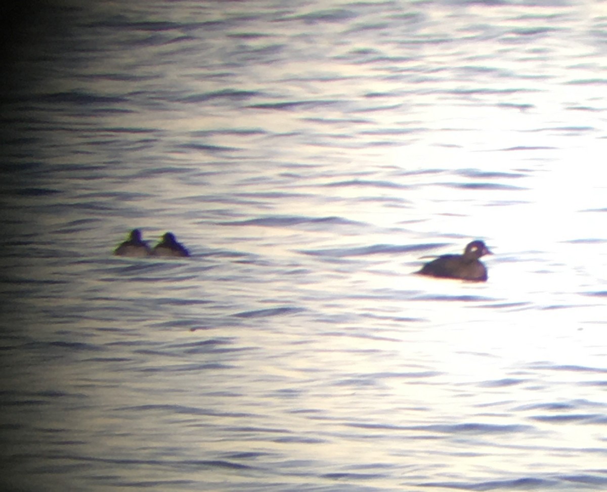 Harlequin Duck - Nicholas Sly