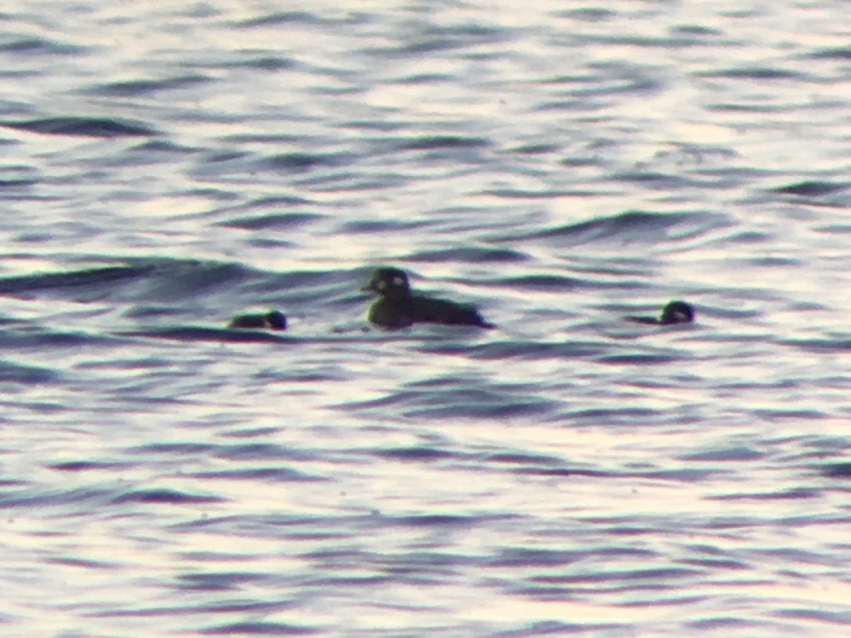 Harlequin Duck - Nicholas Sly