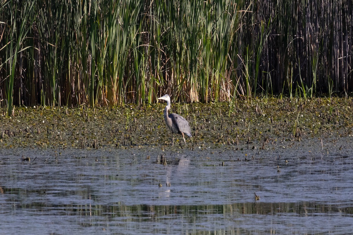 Great Blue Heron - ML623200343