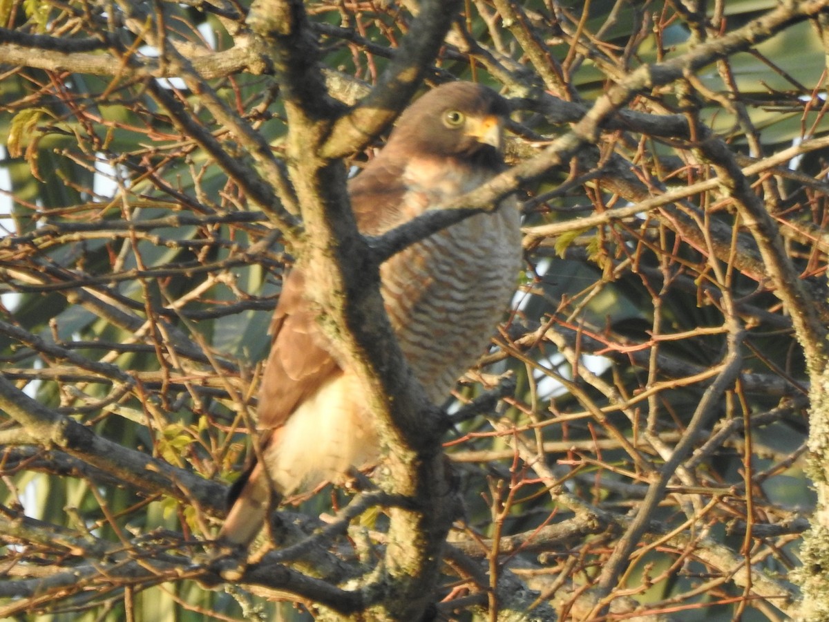 Roadside Hawk - ML623200487