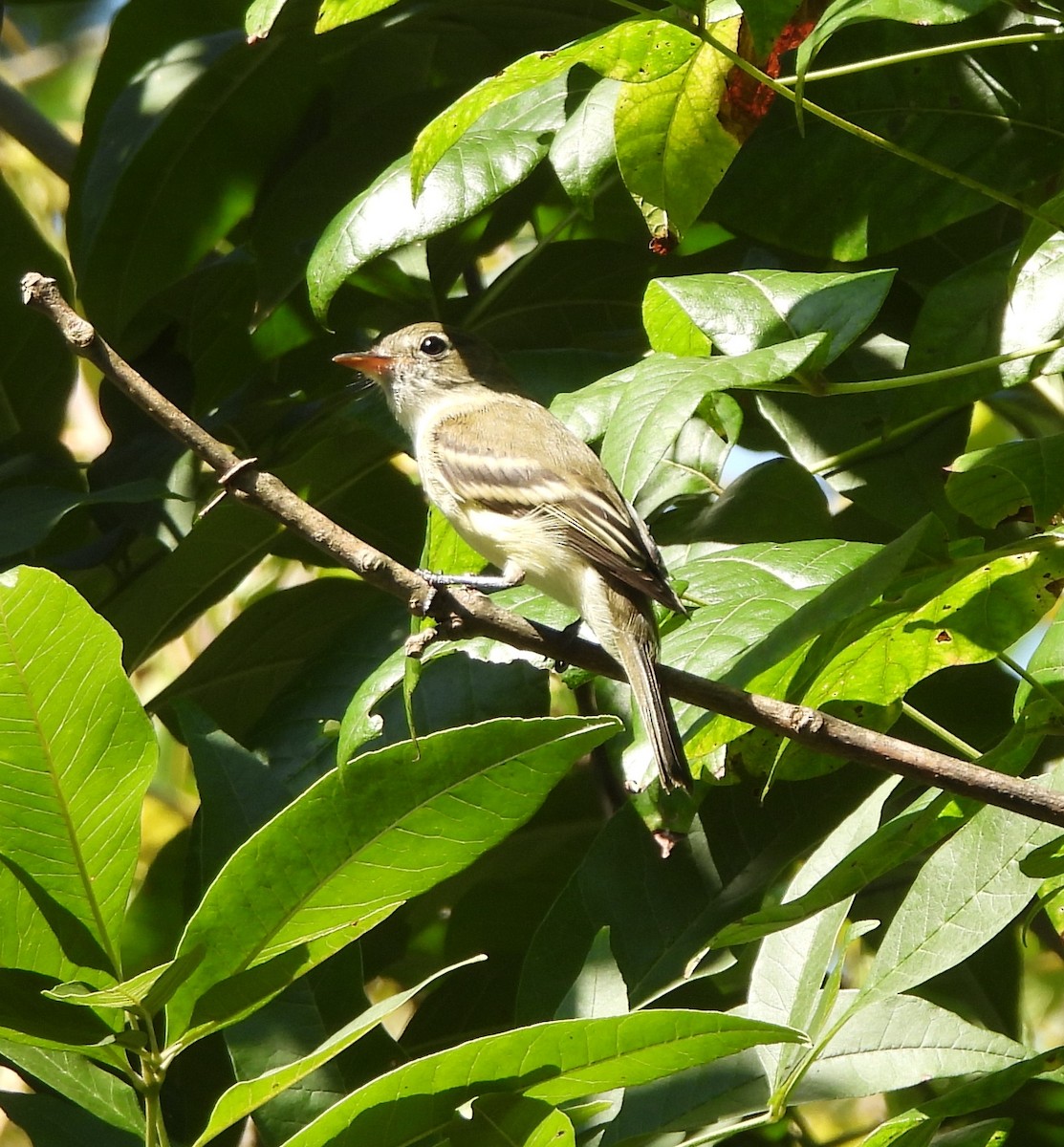 Least Flycatcher - ML623200503