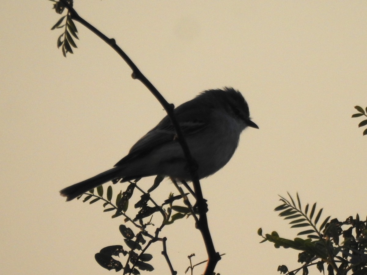 Suiriri Flycatcher - ML623200509
