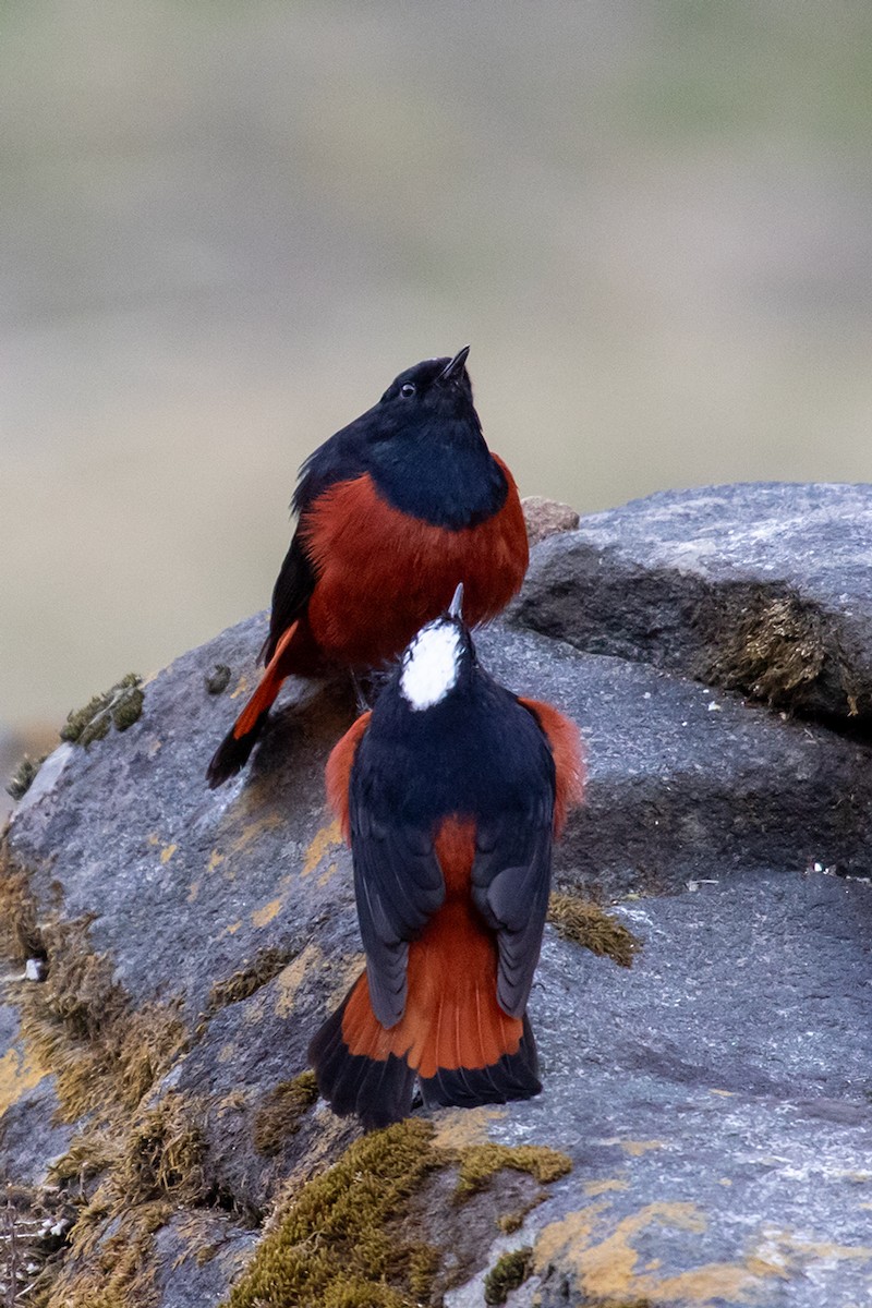 White-capped Redstart - ML623200523