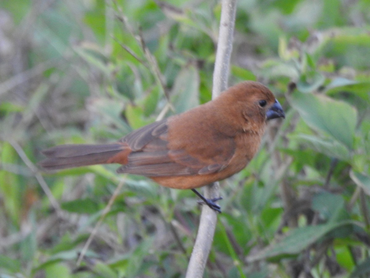 Ultramarine Grosbeak - ML623200524