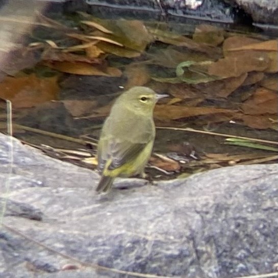 Orange-crowned Warbler - ML623200591