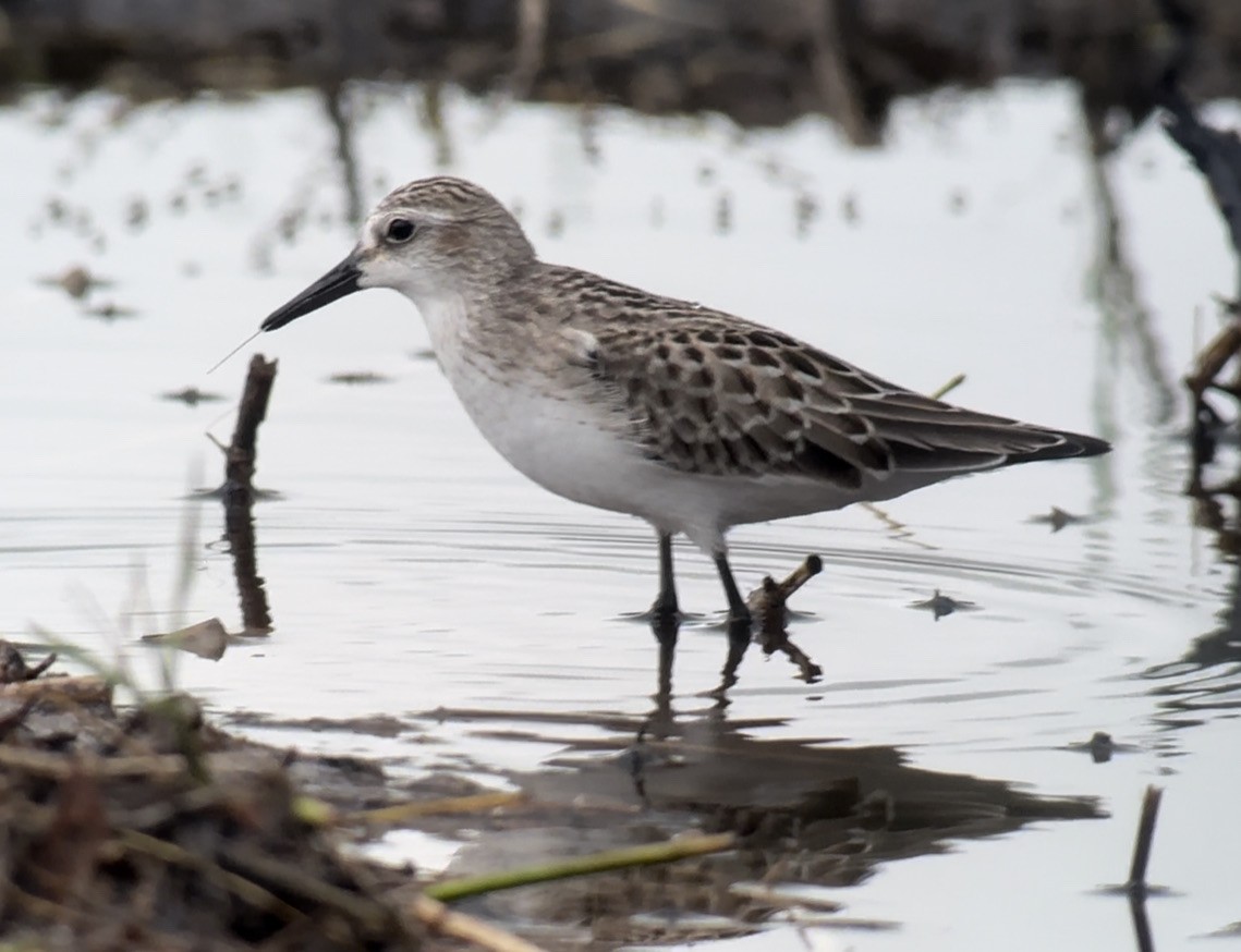 Semipalmated Sandpiper - ML623200613