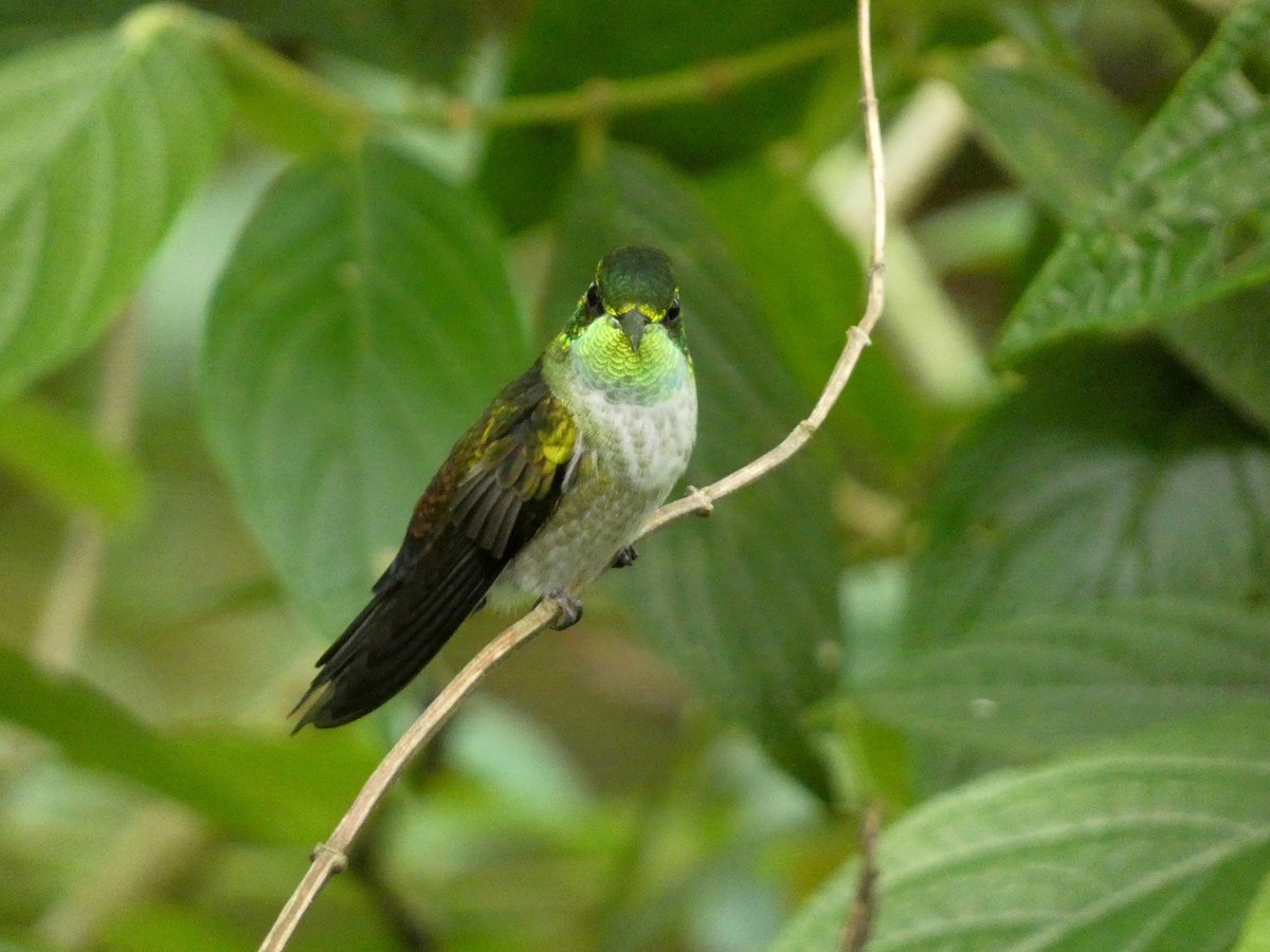 Green-throated Mountain-gem - ML623200619