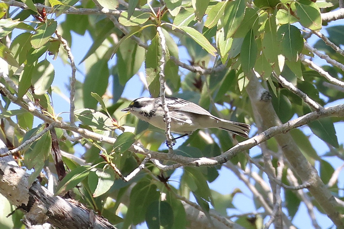 Black-throated Gray Warbler - Jedediah Smith