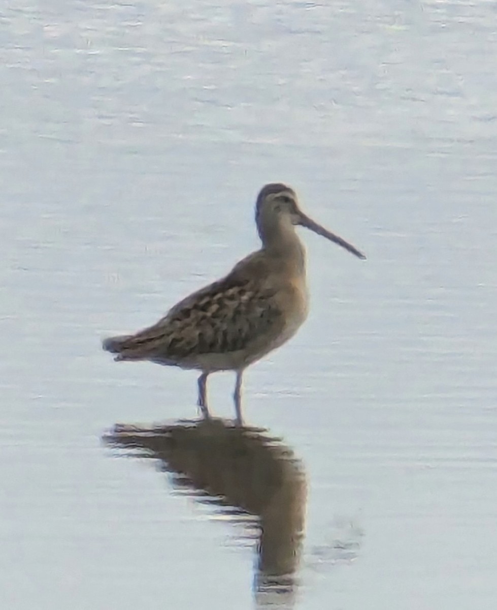 Short-billed Dowitcher - ML623200774