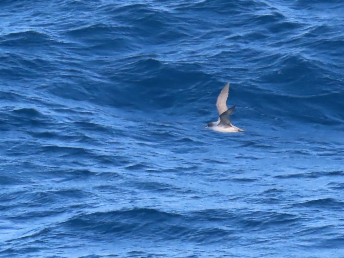 Gray Petrel - ML623200775