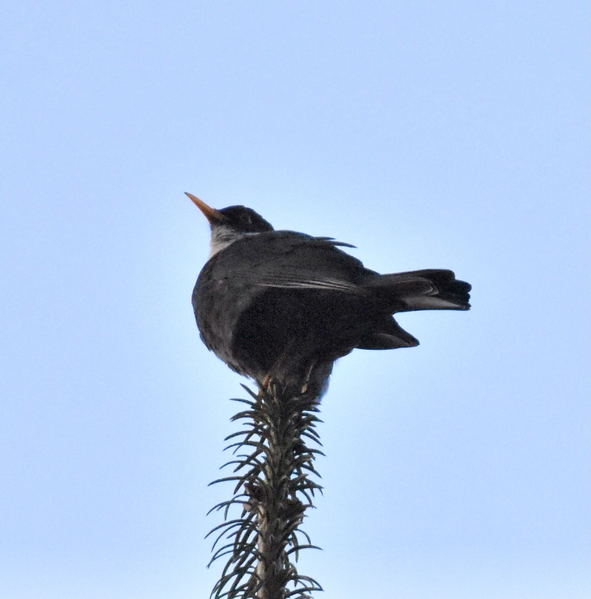 White-collared Blackbird - ML623200831