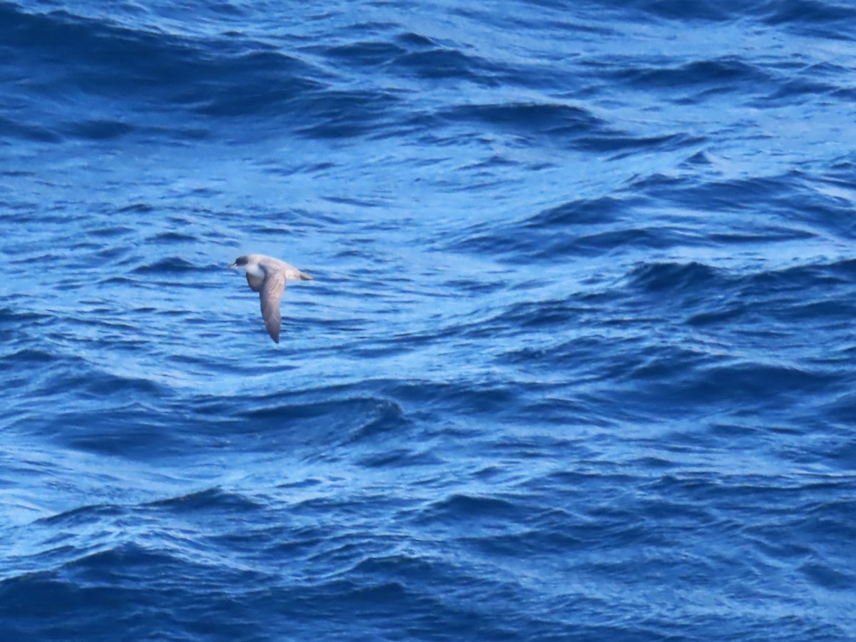 Gray Petrel - ML623200832