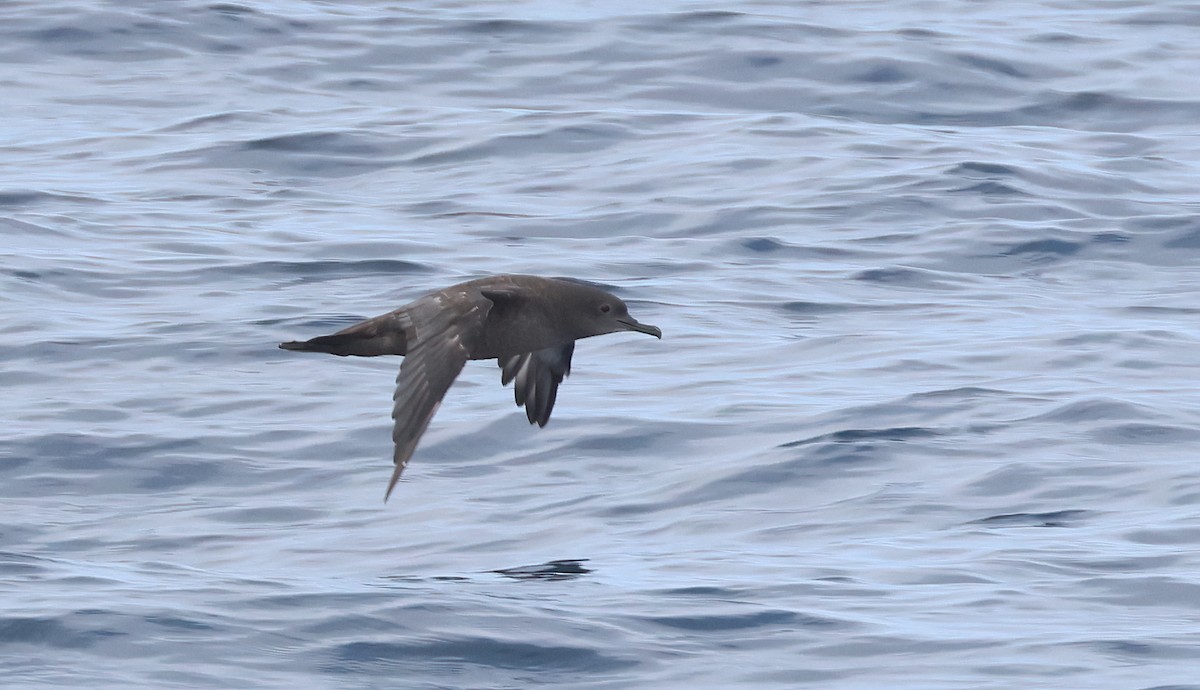 Sooty Shearwater - ML623200875