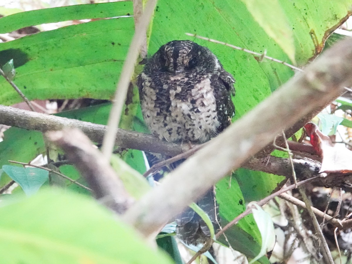 Mountain Owlet-nightjar - ML623200901