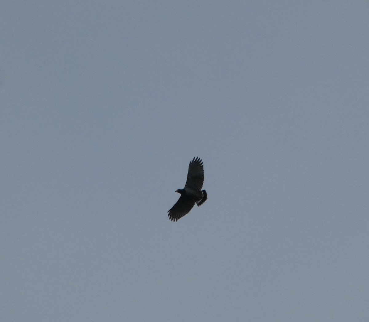 Barred Hawk - ML623200938