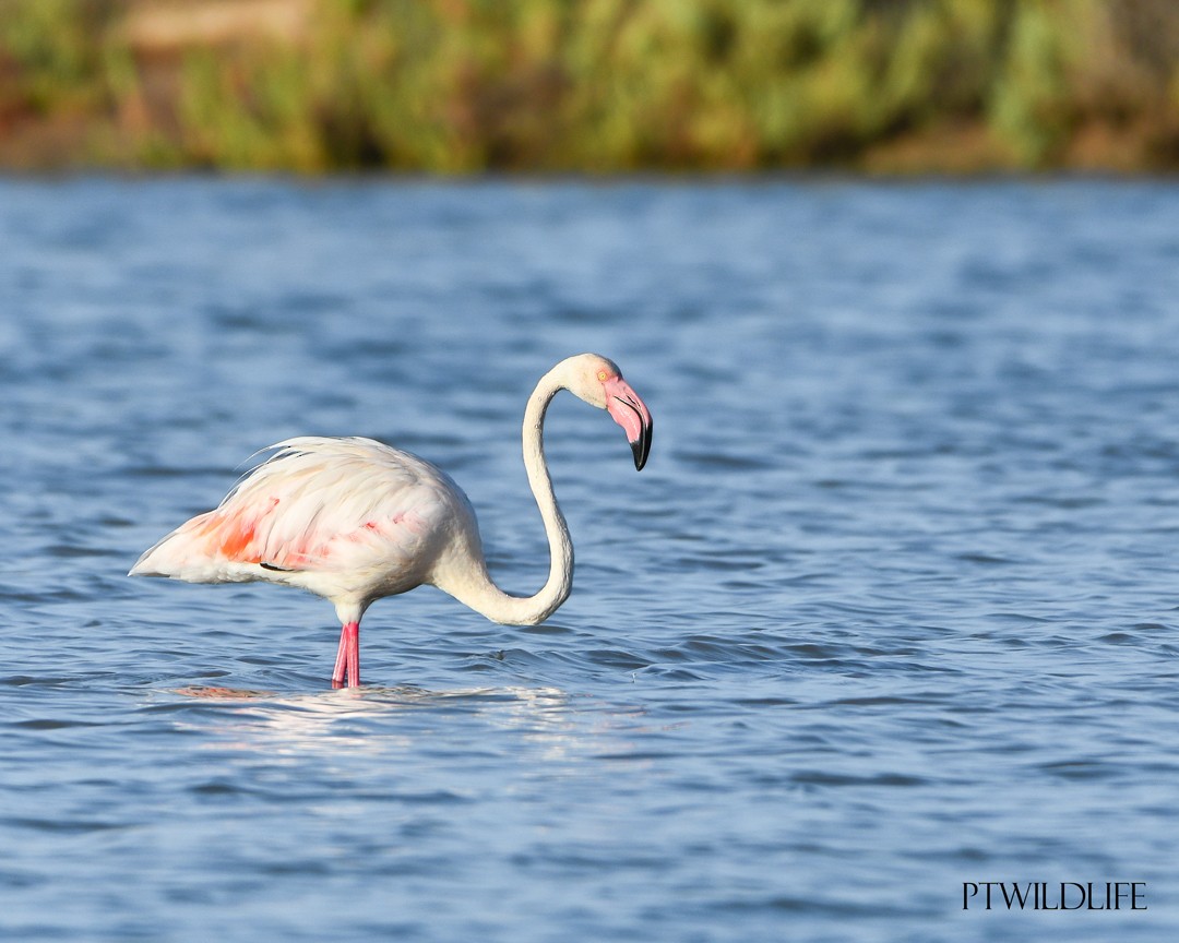 rosenflamingo - ML623201097