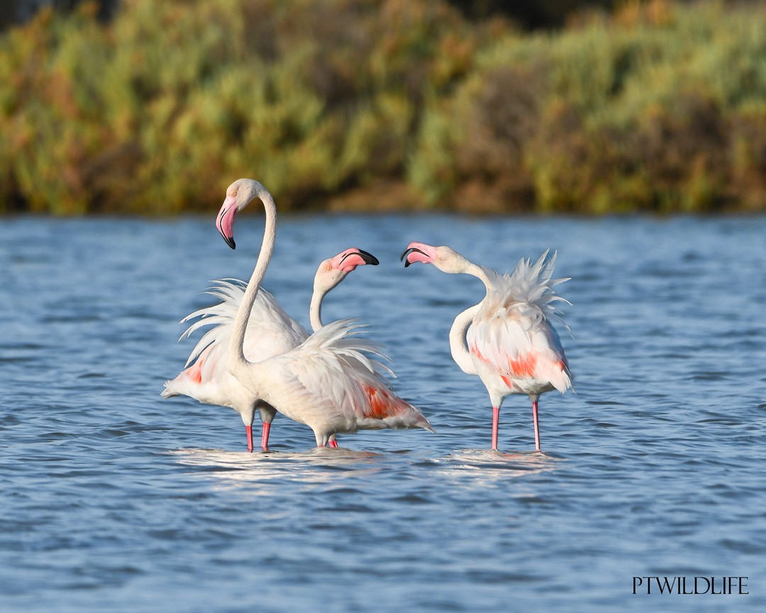 rosenflamingo - ML623201098