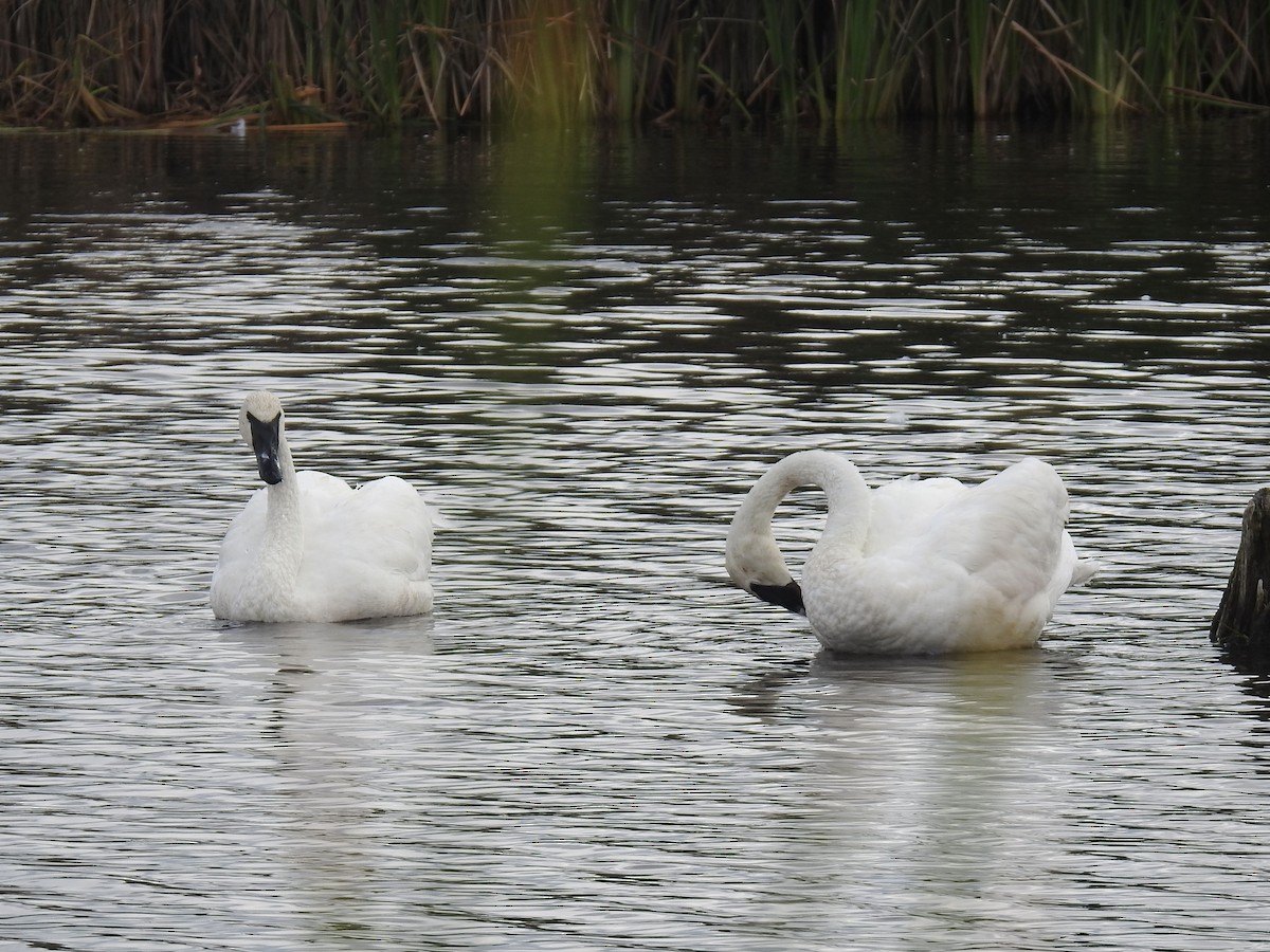 Trumpeter Swan - ML623201157
