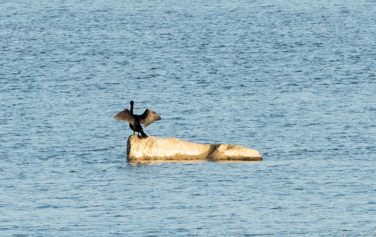 Double-crested Cormorant - Francois Dubois