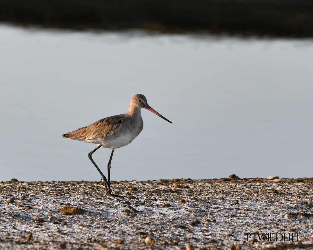 Black-tailed Godwit - Guilherme Silva