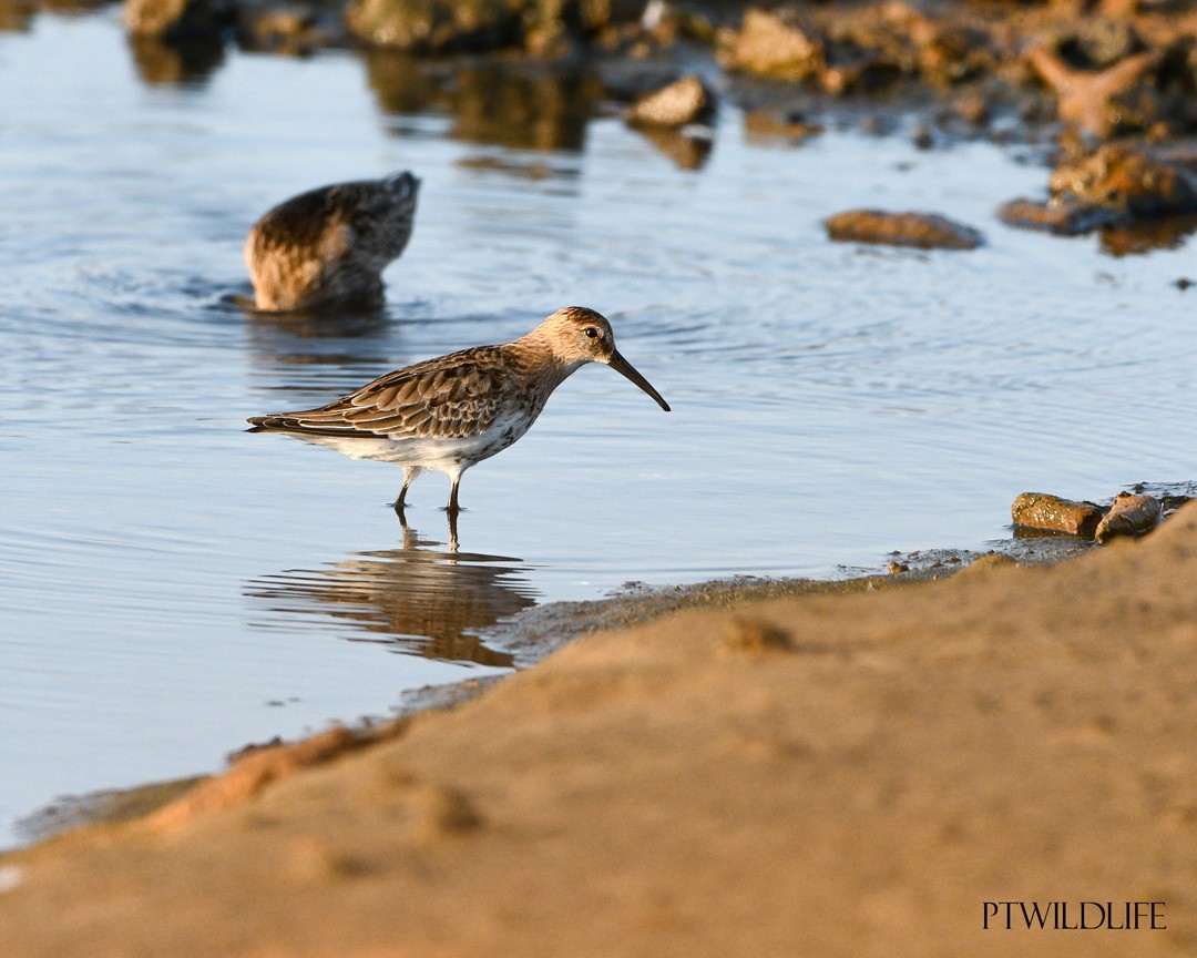 Dunlin - ML623201195