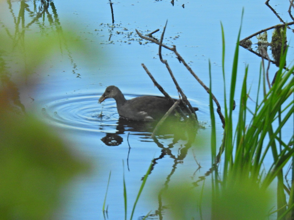 Common Gallinule - ML623201202