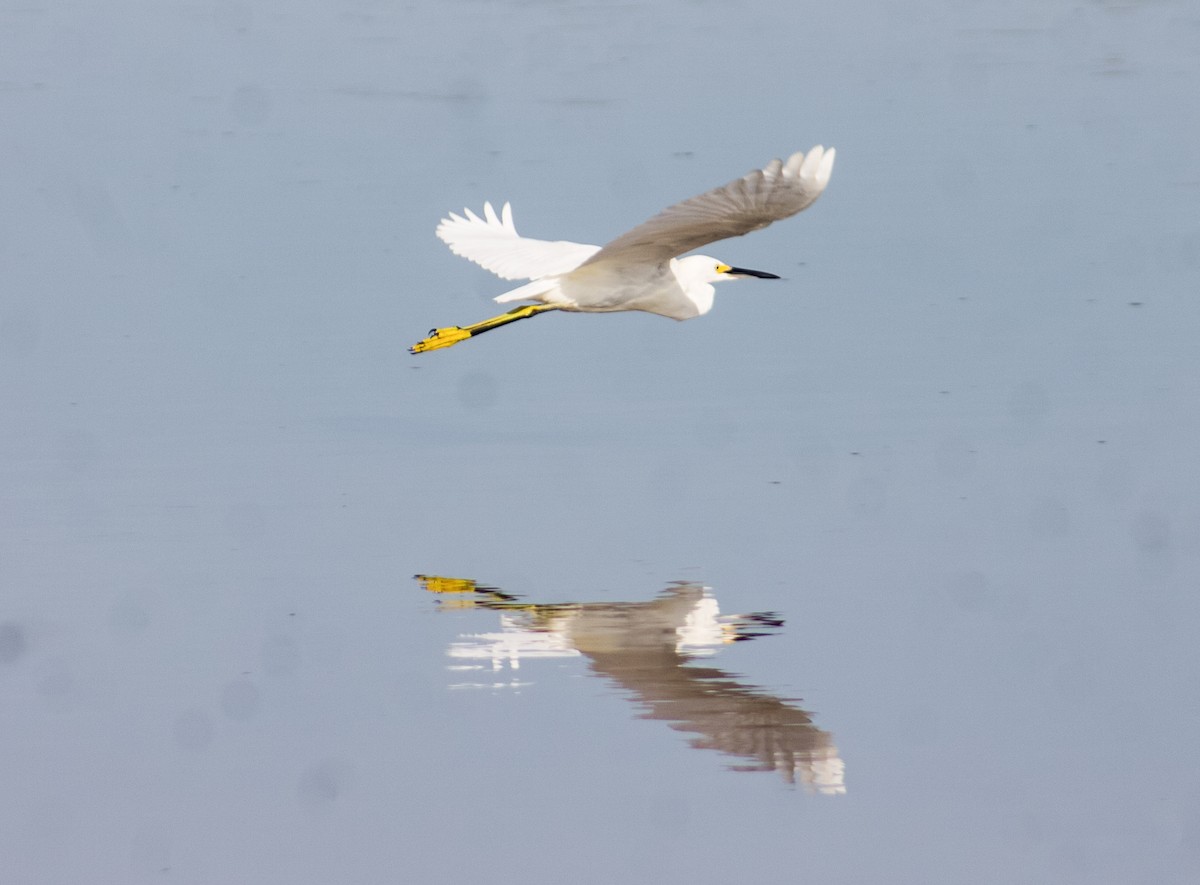 Snowy Egret - ML623201241