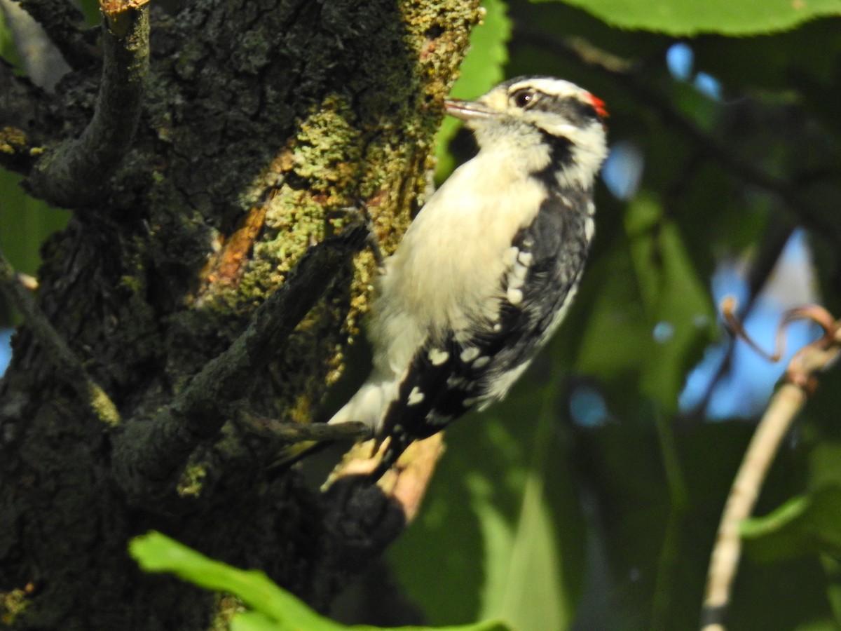 Downy Woodpecker - ML623201271