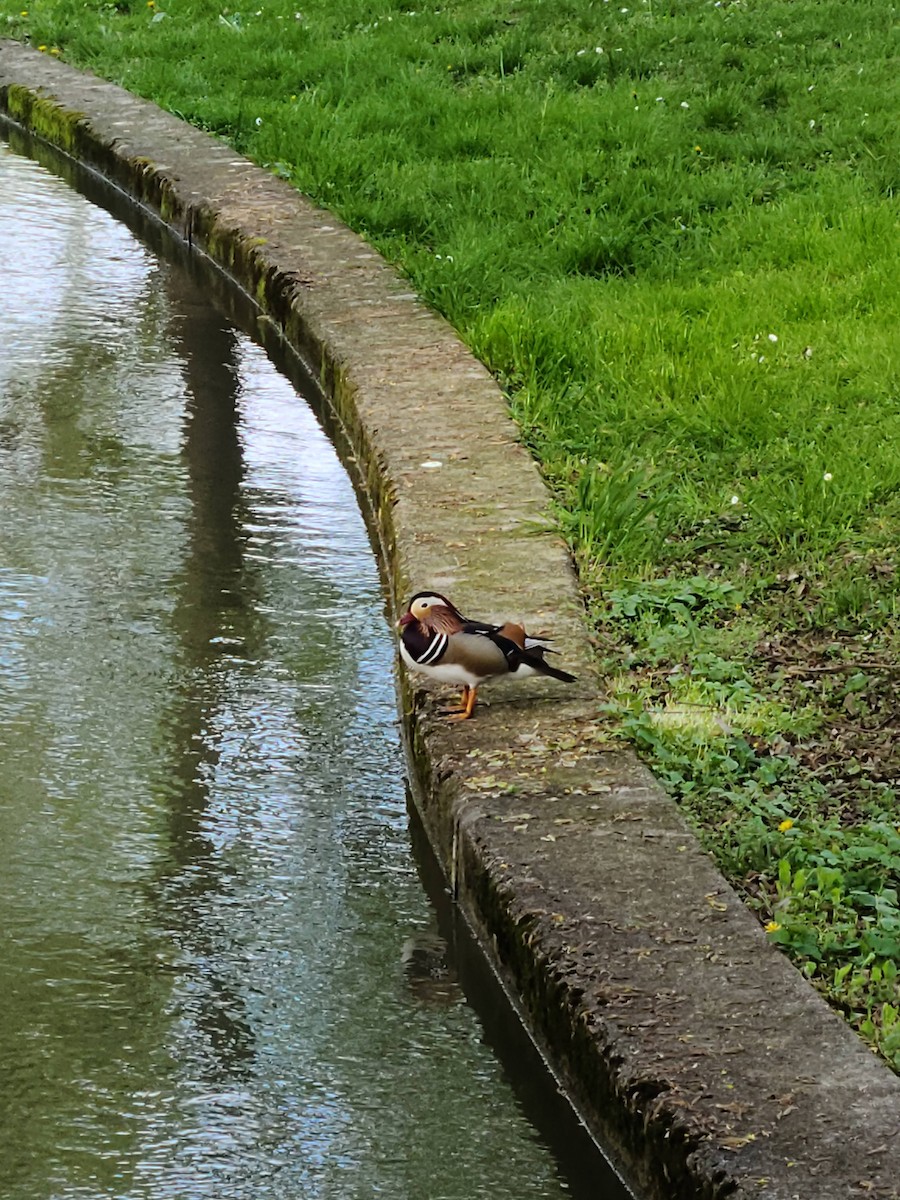 Mandarin Duck - ML623201282