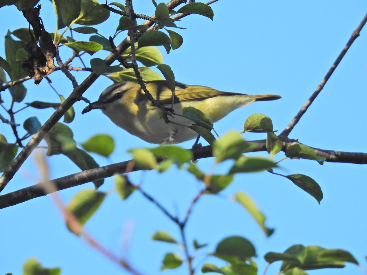 Red-eyed Vireo - ML623201288