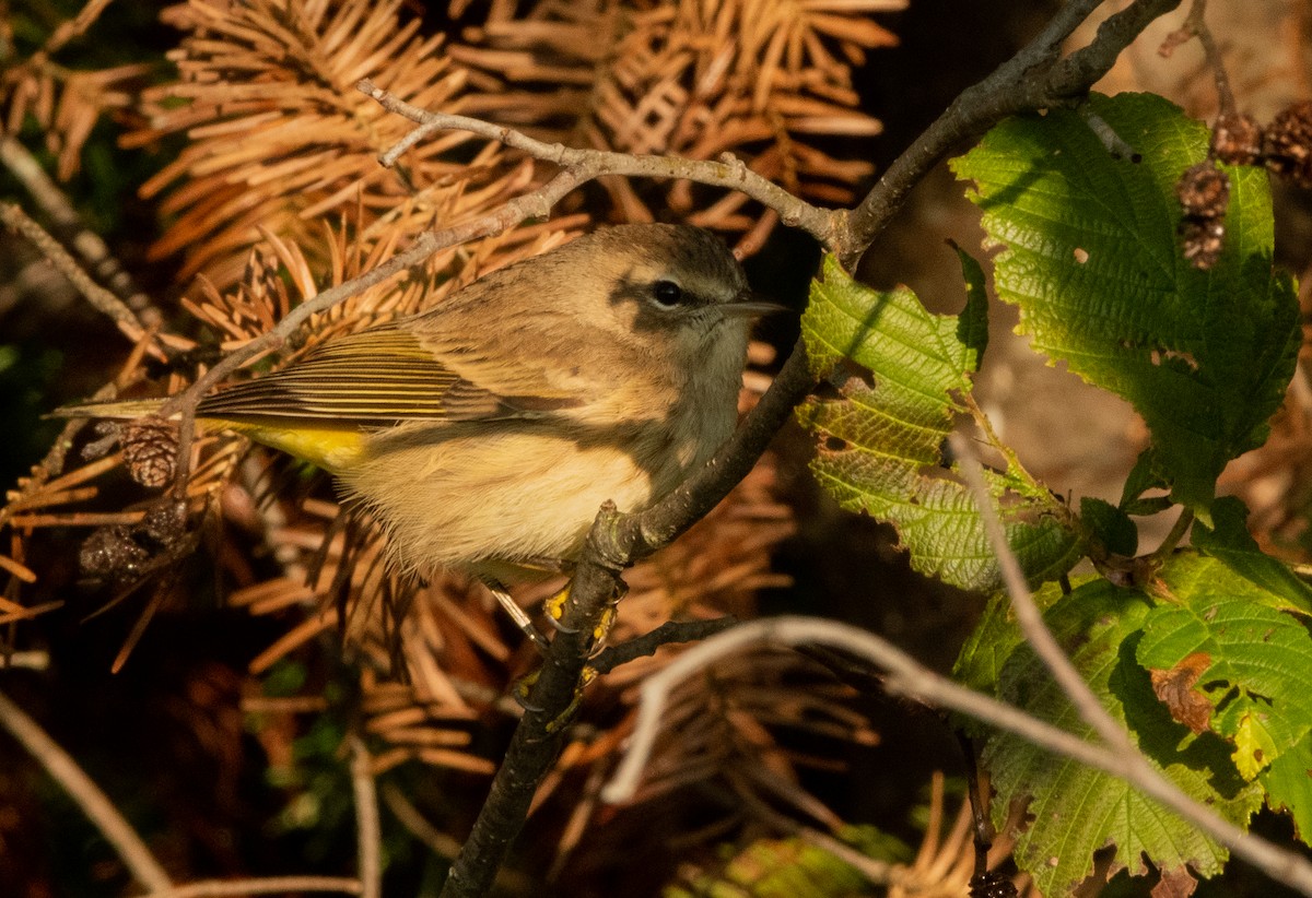 Palm Warbler - ML623201323