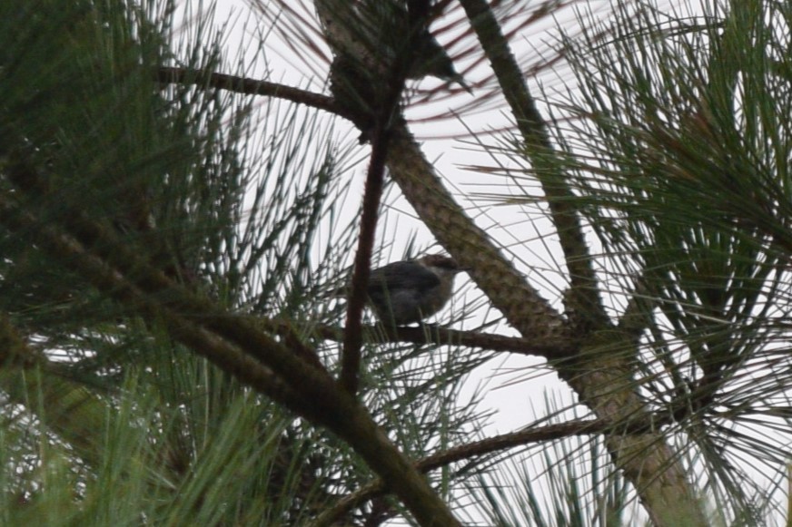 Brown-headed Nuthatch - ML623201350