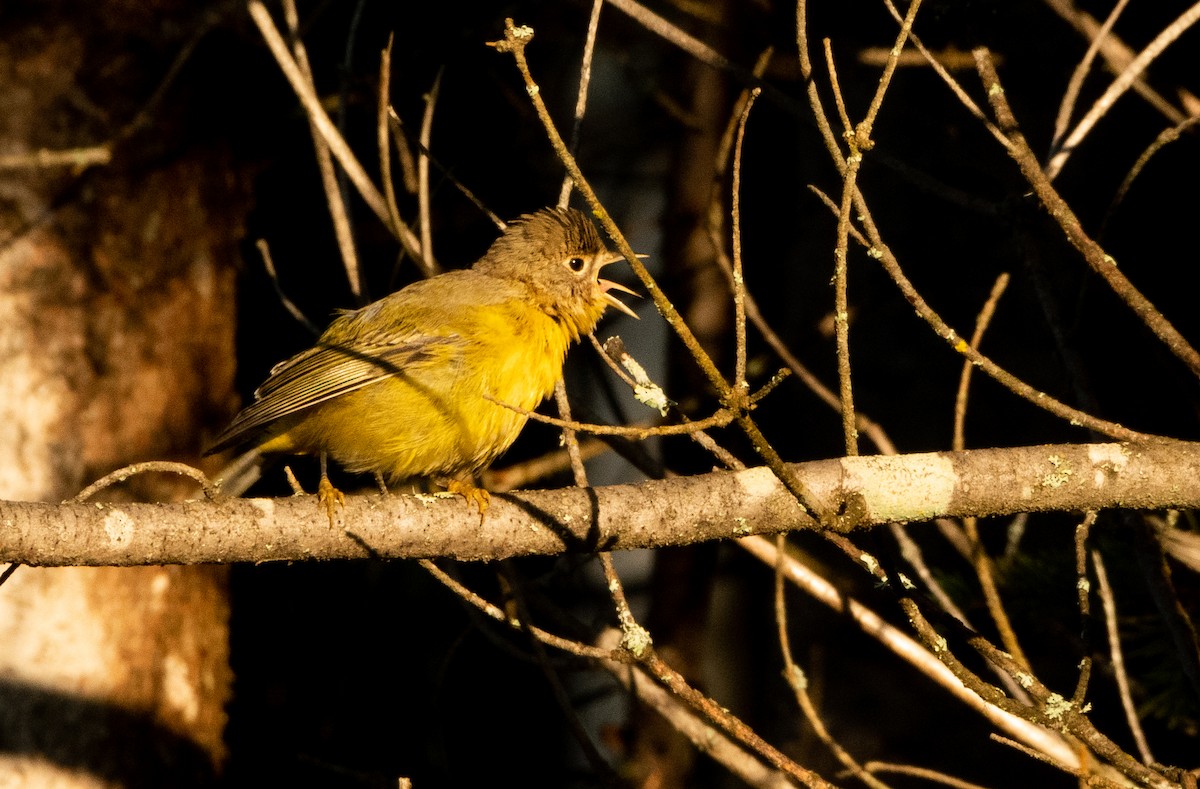 Nashville Warbler - ML623201352