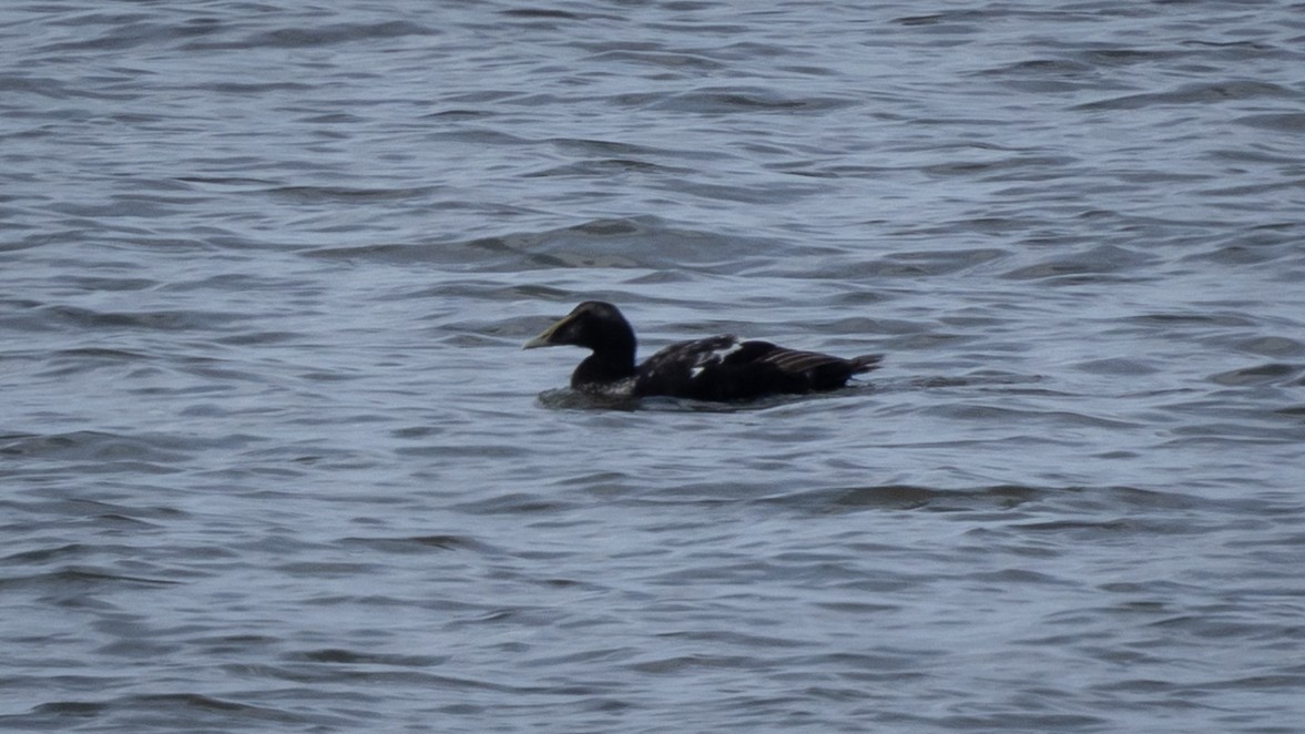 Common Eider (Eurasian) - ML623201359