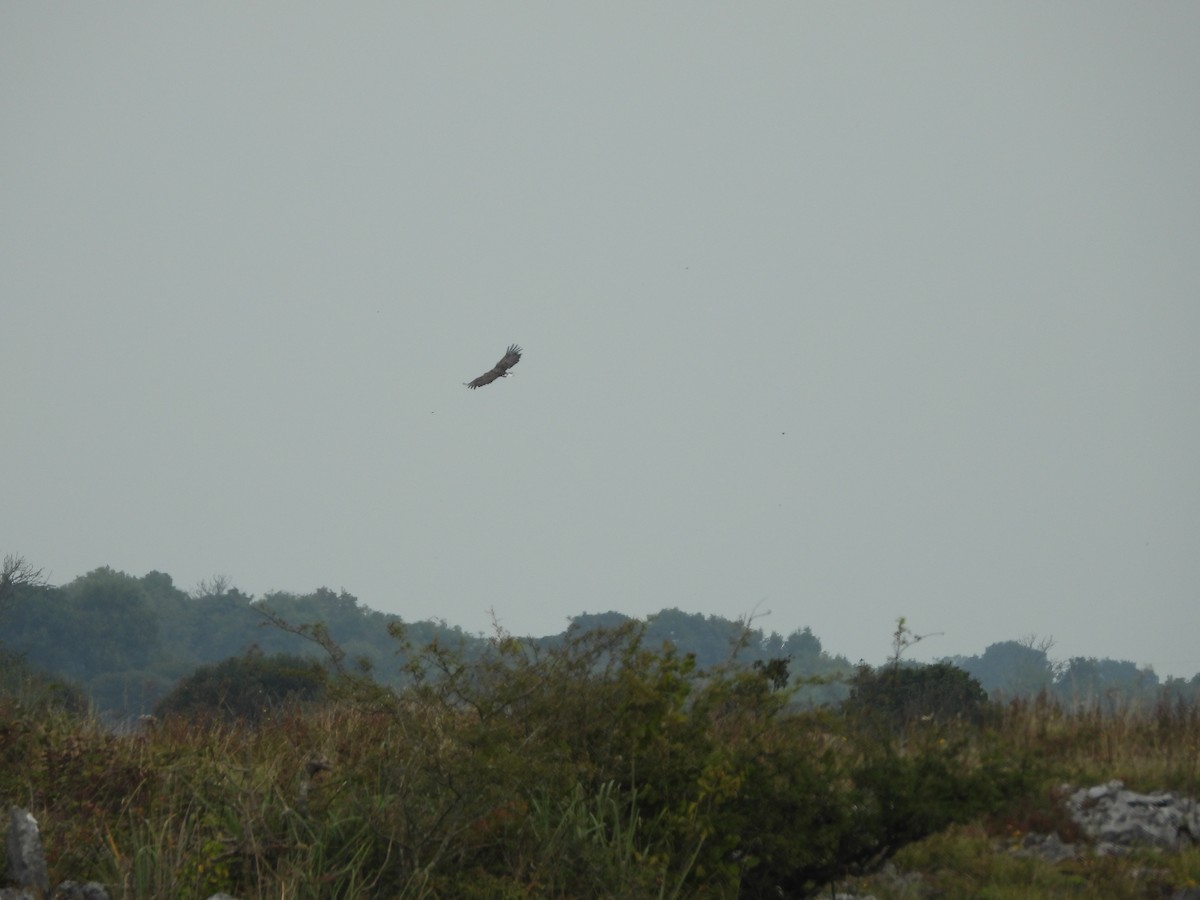 Aquila di mare - ML623201361