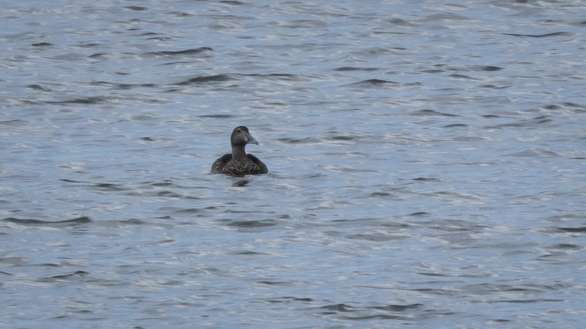 Common Eider (Eurasian) - ML623201366