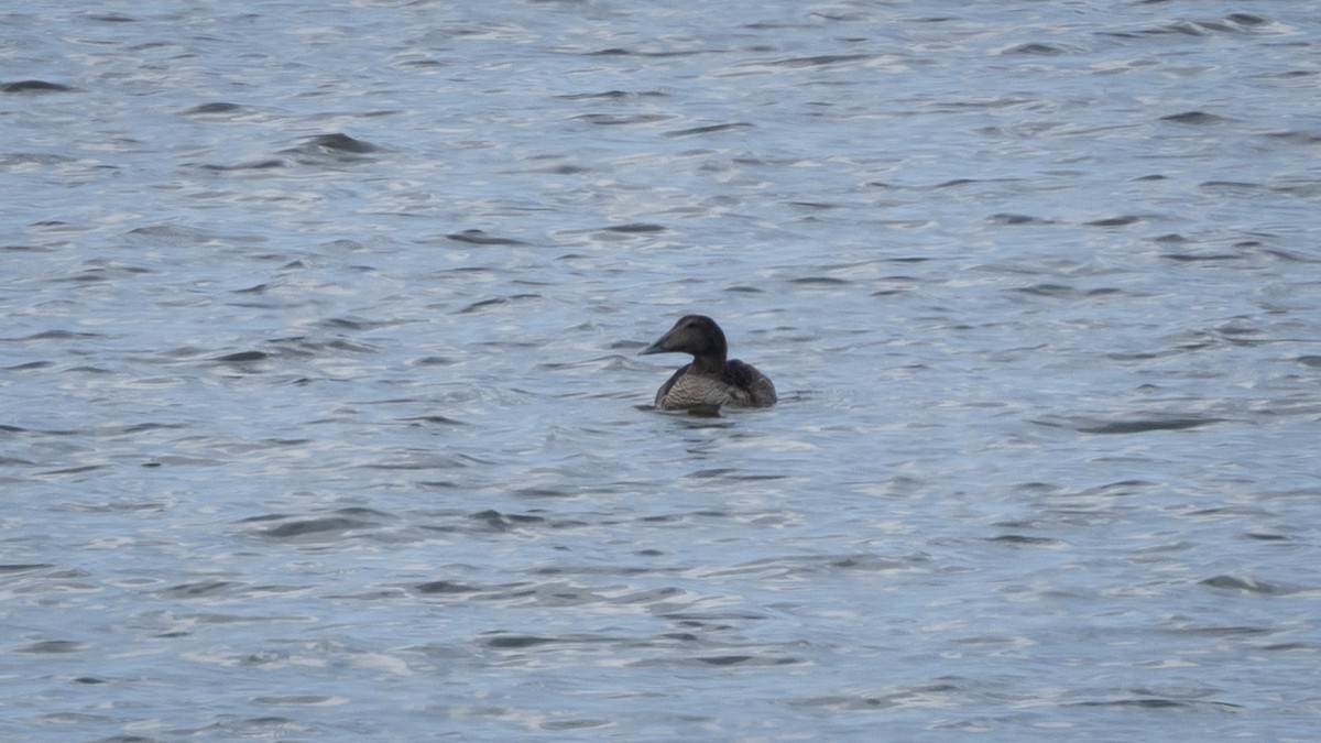 Common Eider (Eurasian) - ML623201369