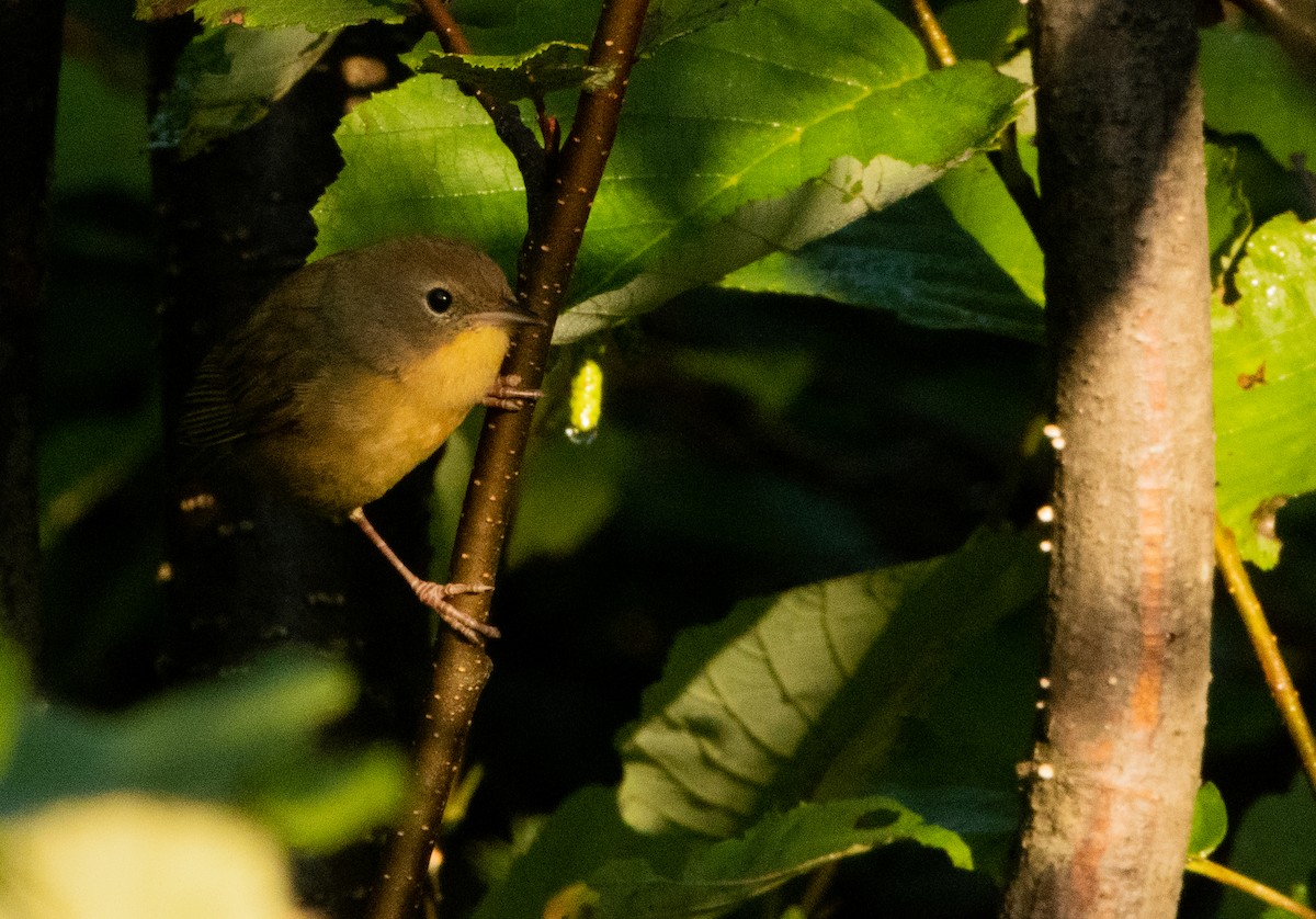 Common Yellowthroat - ML623201379