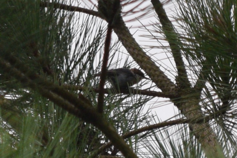 Brown-headed Nuthatch - ML623201416