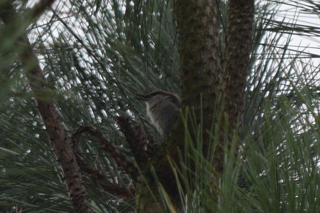 Brown-headed Nuthatch - ML623201424