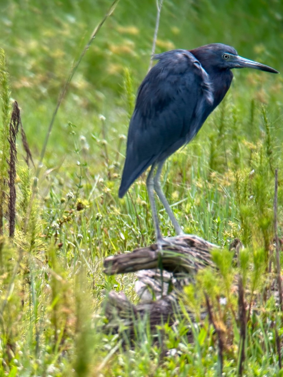 Little Blue Heron - ML623201439