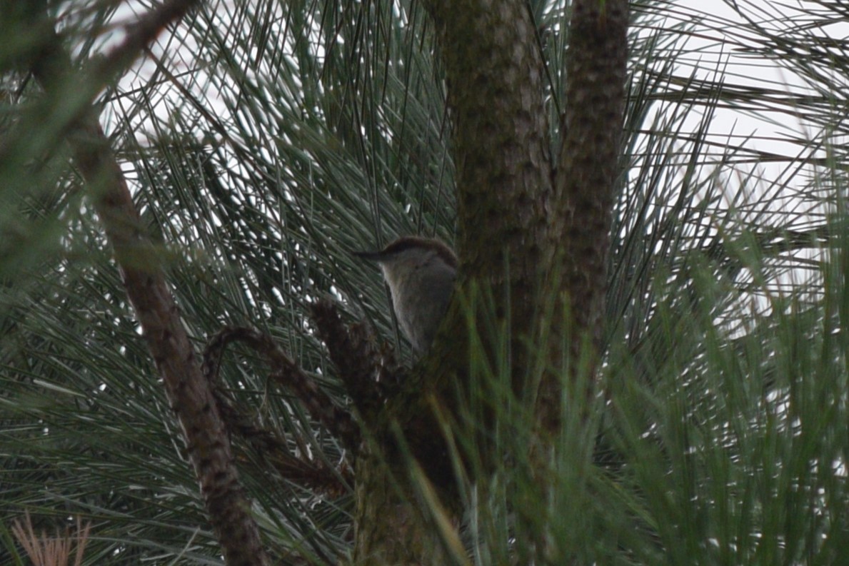 Brown-headed Nuthatch - ML623201441