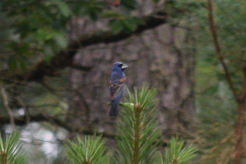 Blue Grosbeak - ML623201483