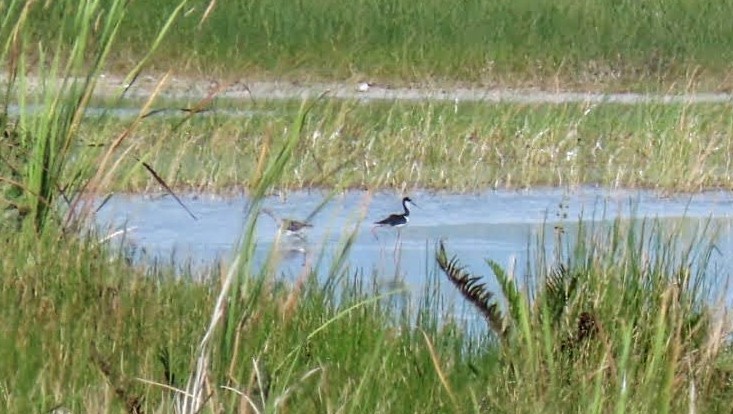 Black-necked Stilt - ML623201518