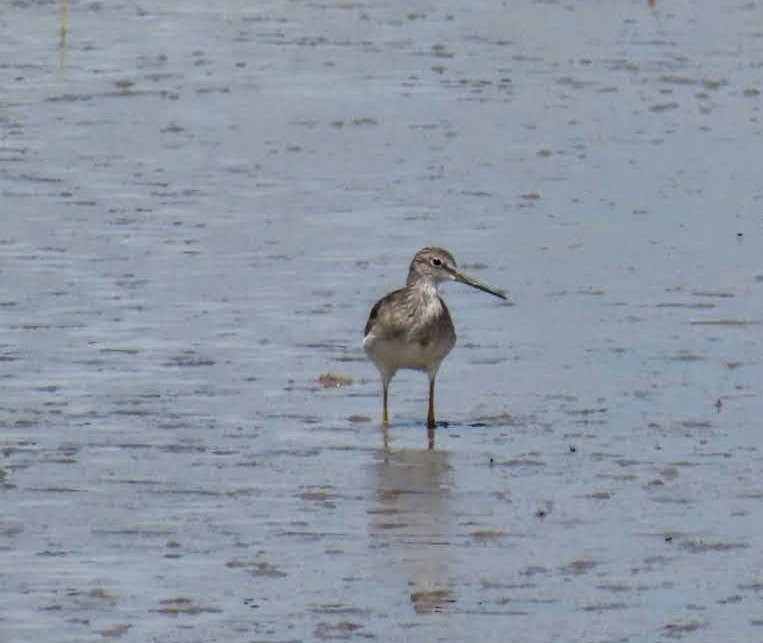 Greater Yellowlegs - ML623201550