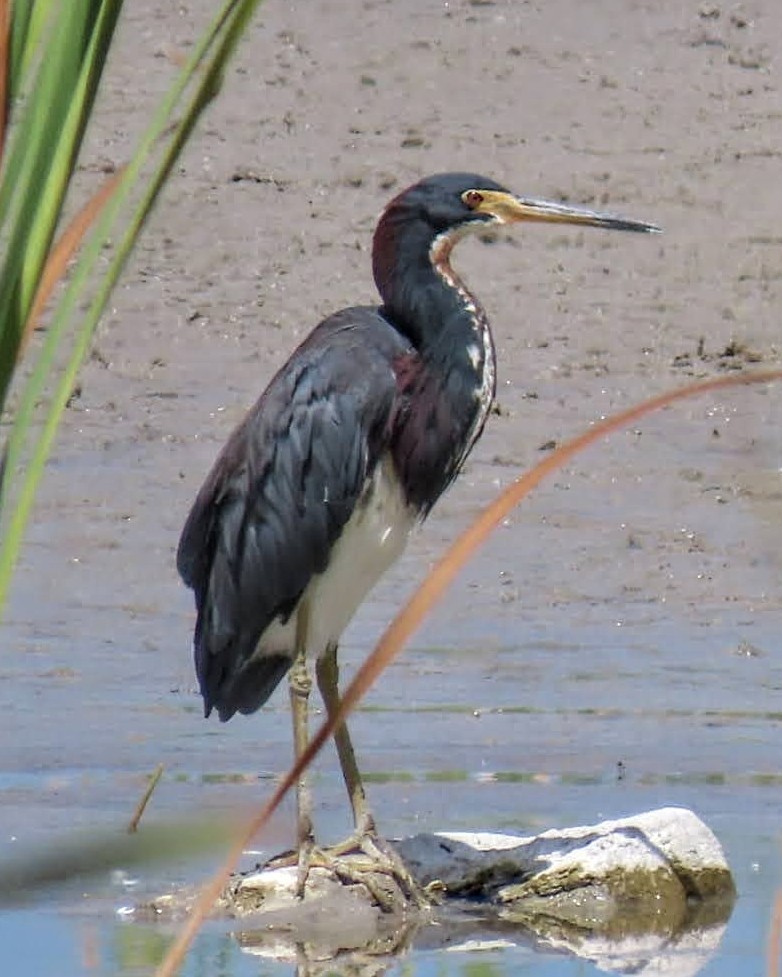 Tricolored Heron - ML623201563