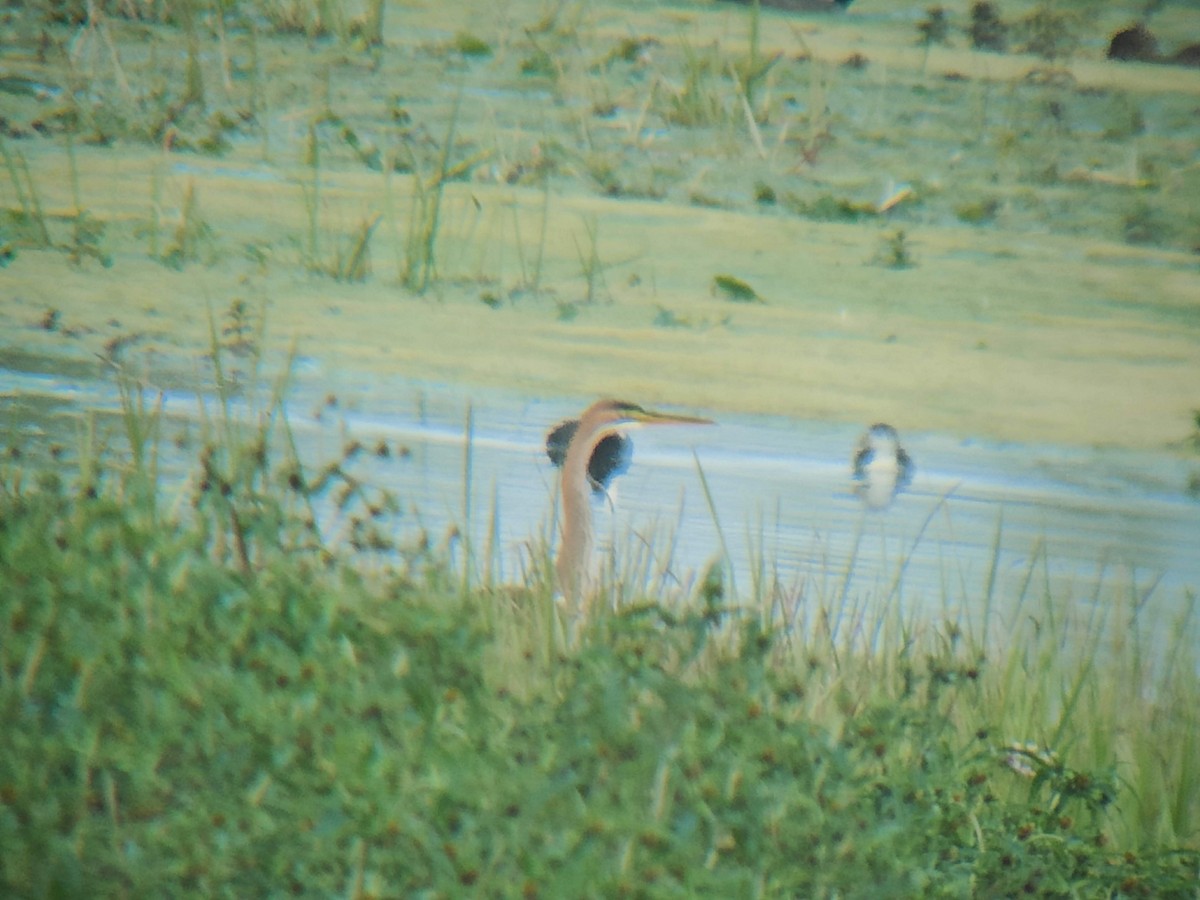 Purple Heron - ML623201579