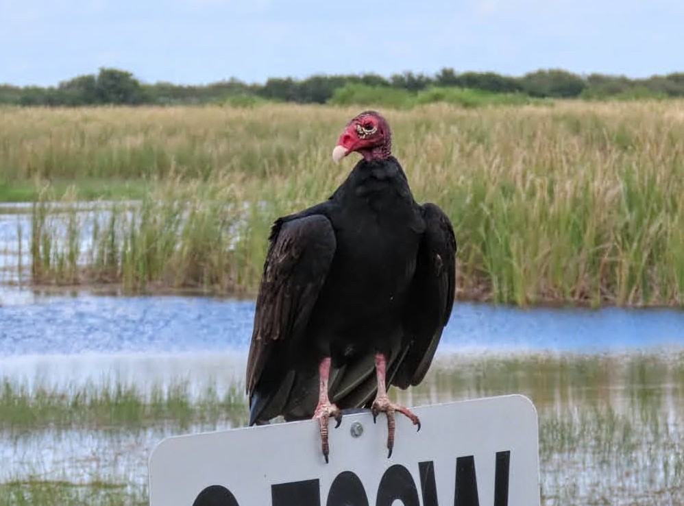 Turkey Vulture - ML623201583